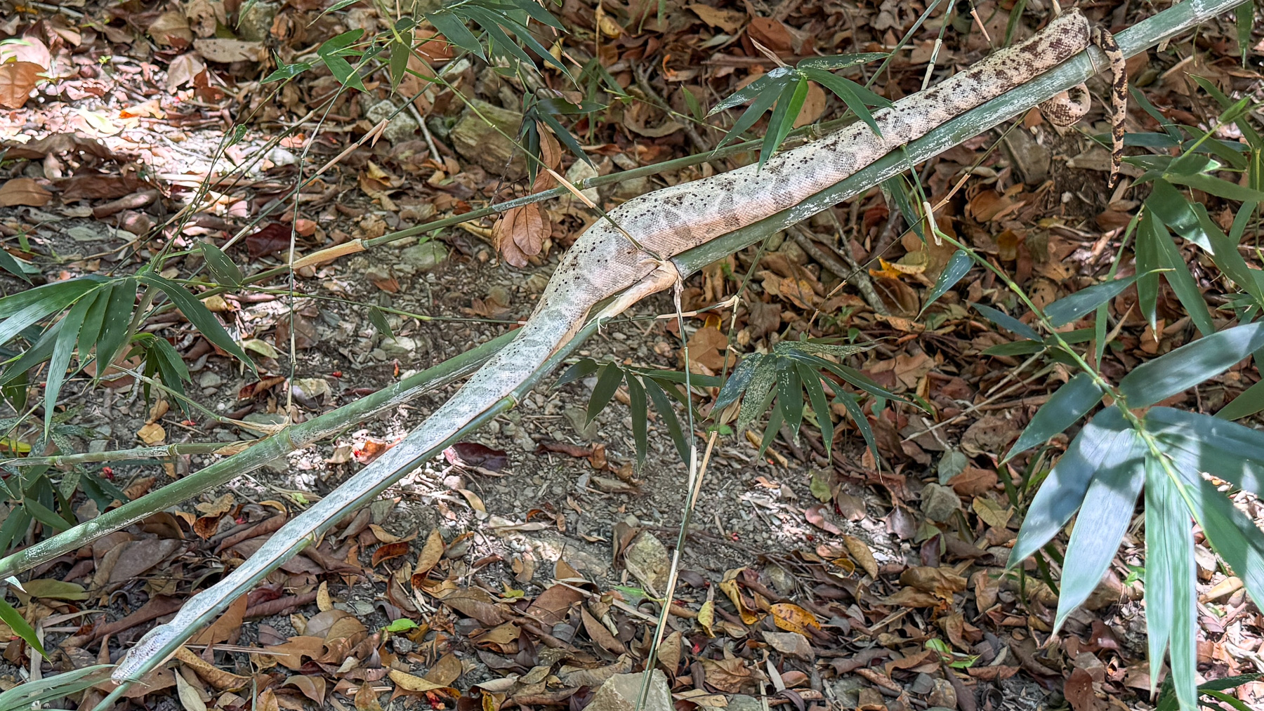 Eine kleine Boa rosada in der Nähe der Tauchstation auf der Cayo Mayor der Cayos Cochinos von Honduras