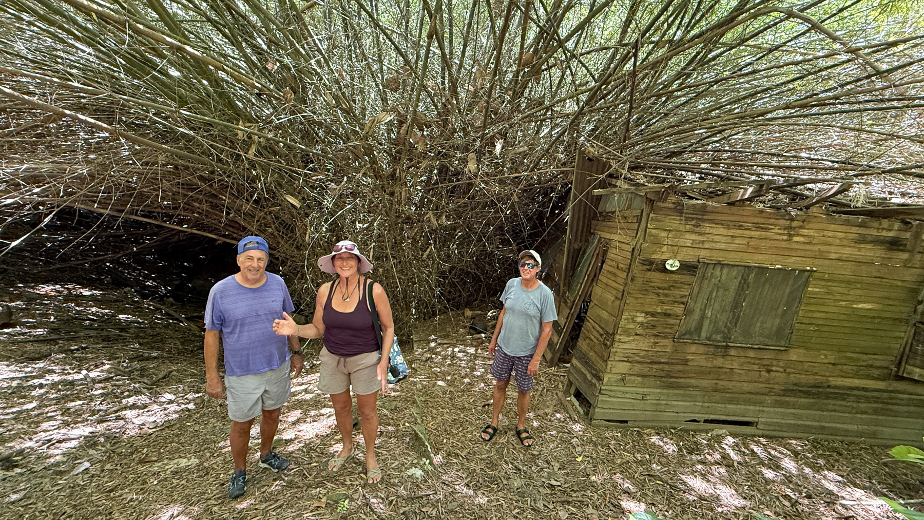 Im Dickicht des Urwaldes der Insel Cayo Mayor von den Cayos Cochinos von Honduras