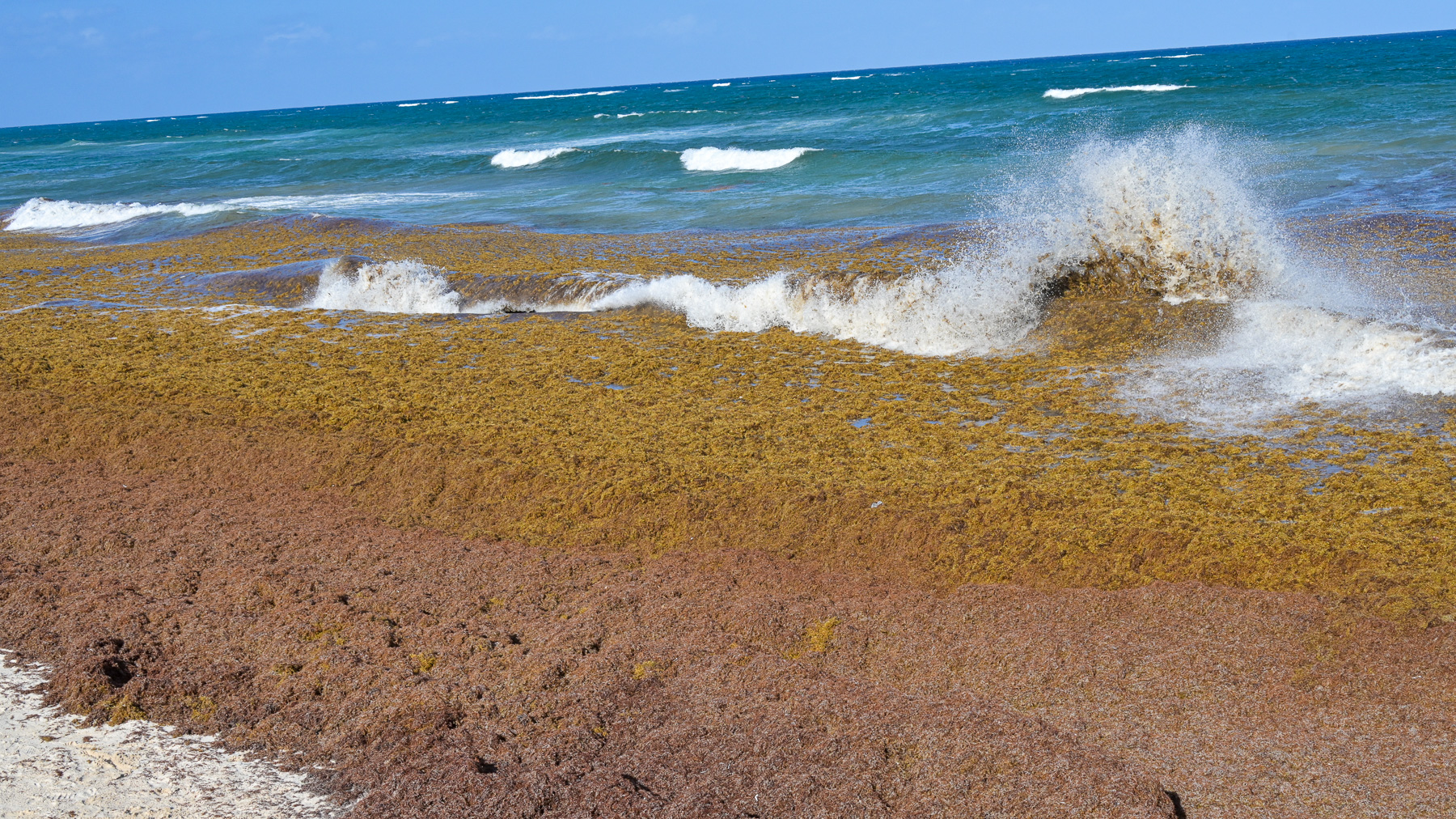 A beach covered in Sargassum: Tulum is one of the places where the most brown algae wash ashore.