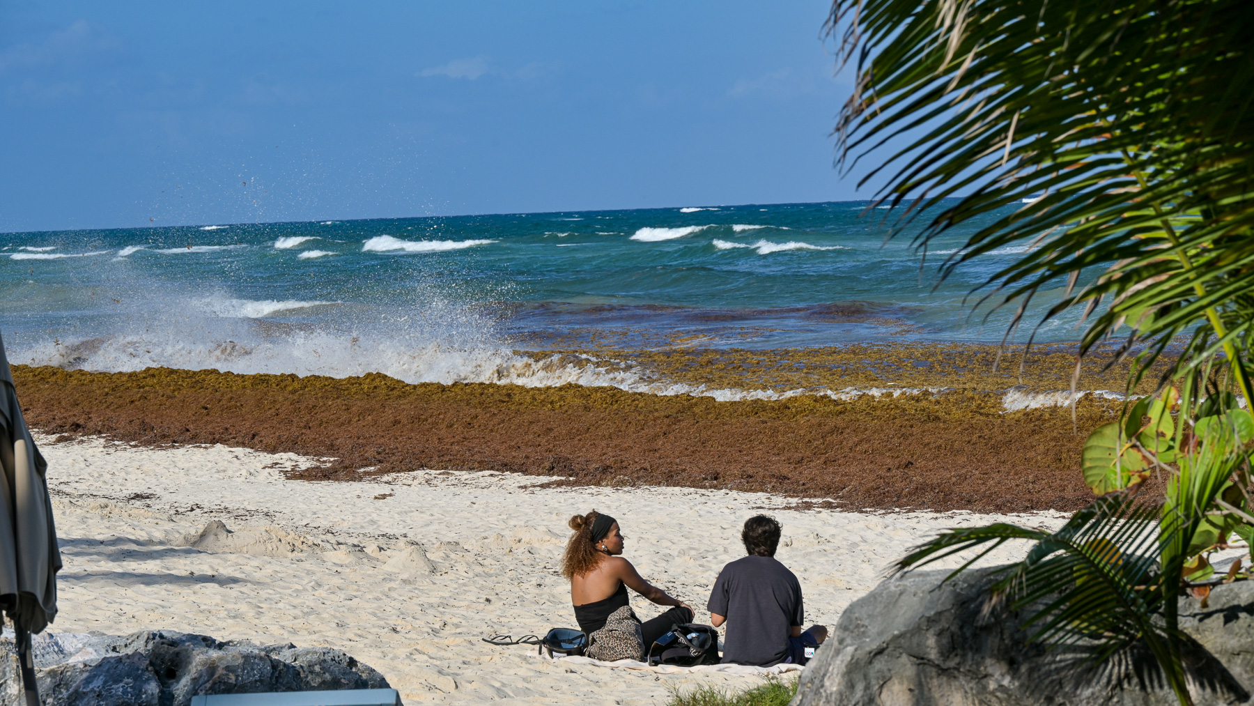 A beach covered in Sargassum: Tulum is one of the places where the most brown algae wash ashore.