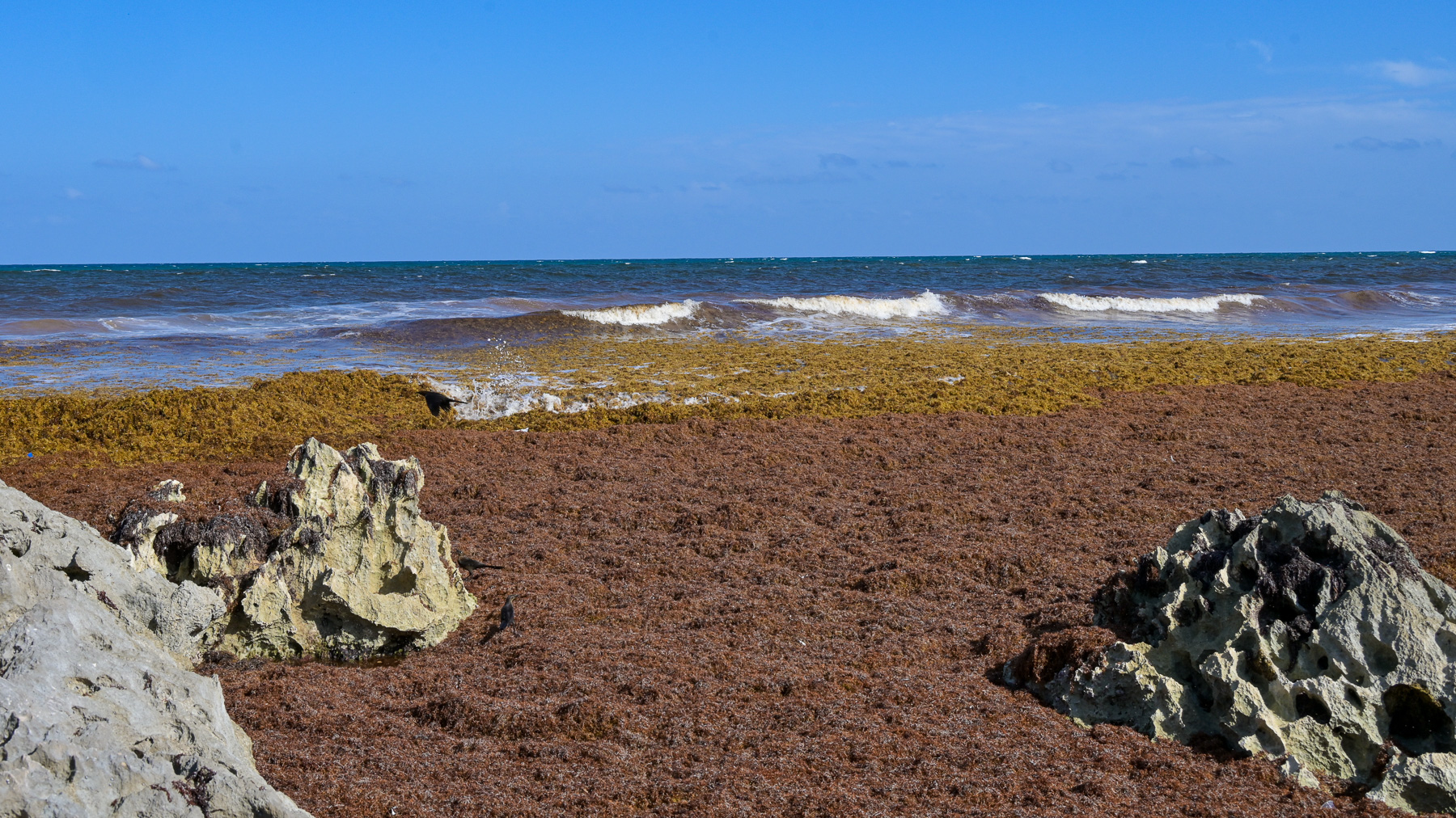 A beach covered in Sargassum: Tulum is one of the places where the most brown algae wash ashore.
