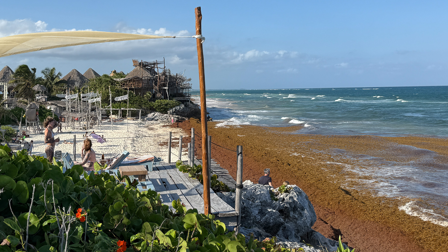 A beach covered in Sargassum: Tulum is one of the places where the most brown algae wash ashore.