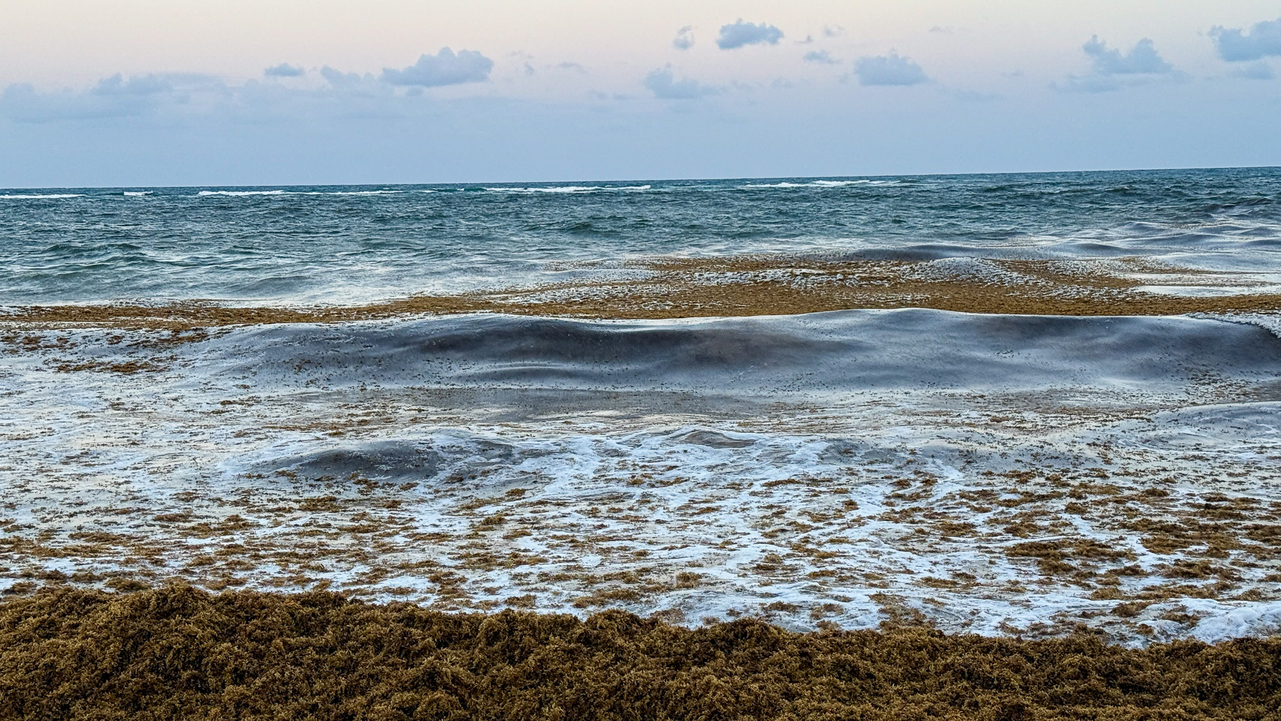 A beach covered in Sargassum: Tulum is one of the places where the most brown algae wash ashore.