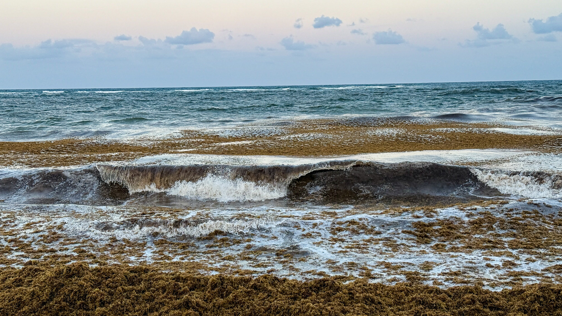 A beach covered in Sargassum: Tulum is one of the places where the most brown algae wash ashore.