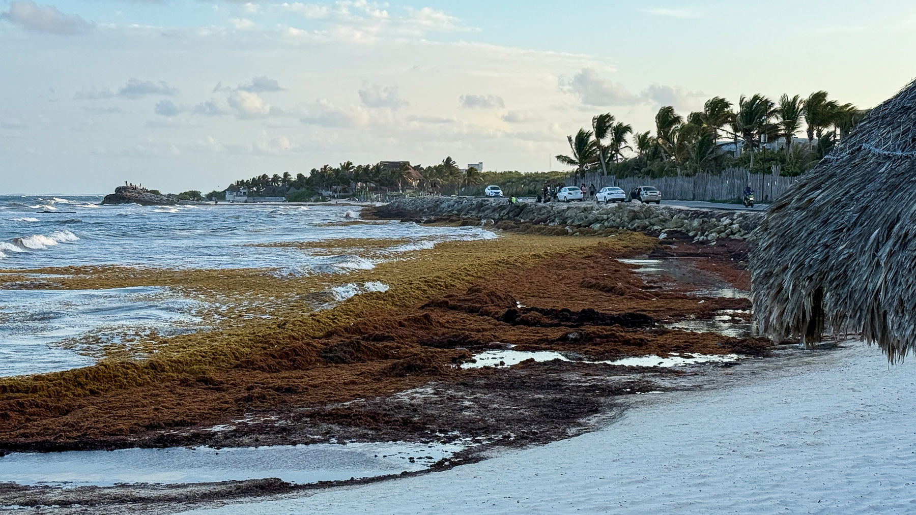 A beach covered in Sargassum: Tulum is one of the places where the most brown algae wash ashore.