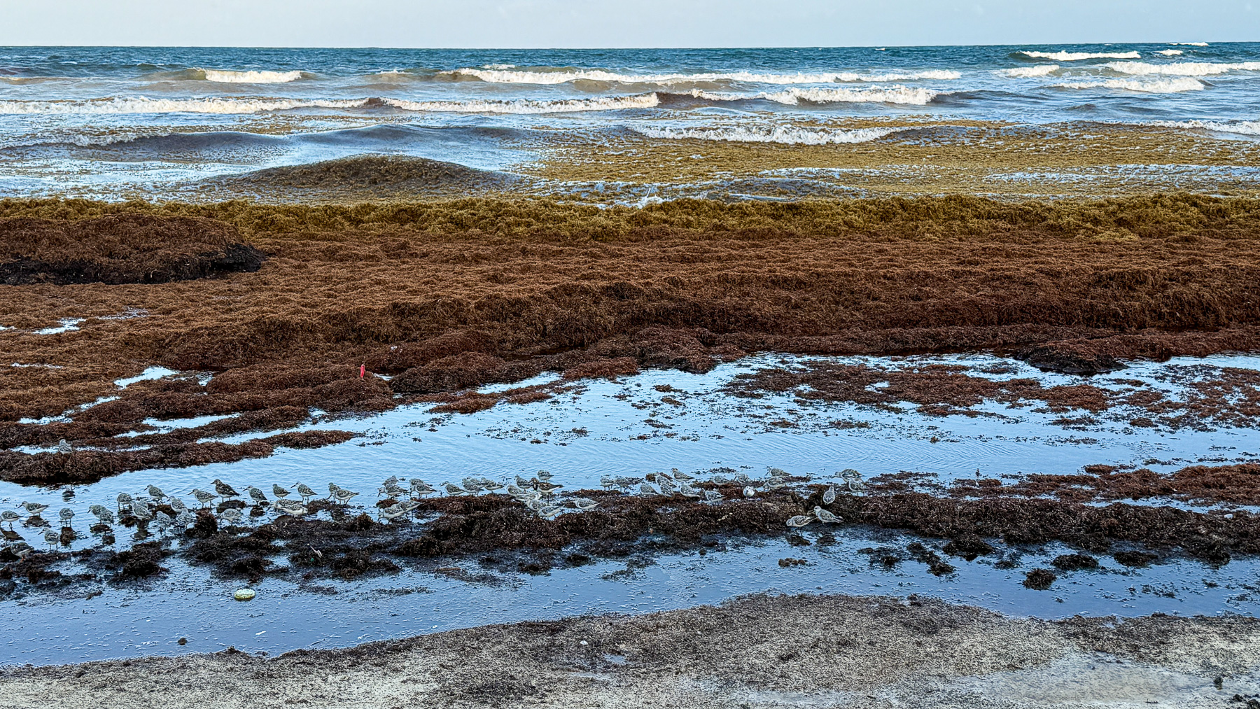 A beach covered in Sargassum: Tulum is one of the places where the most brown algae wash ashore.