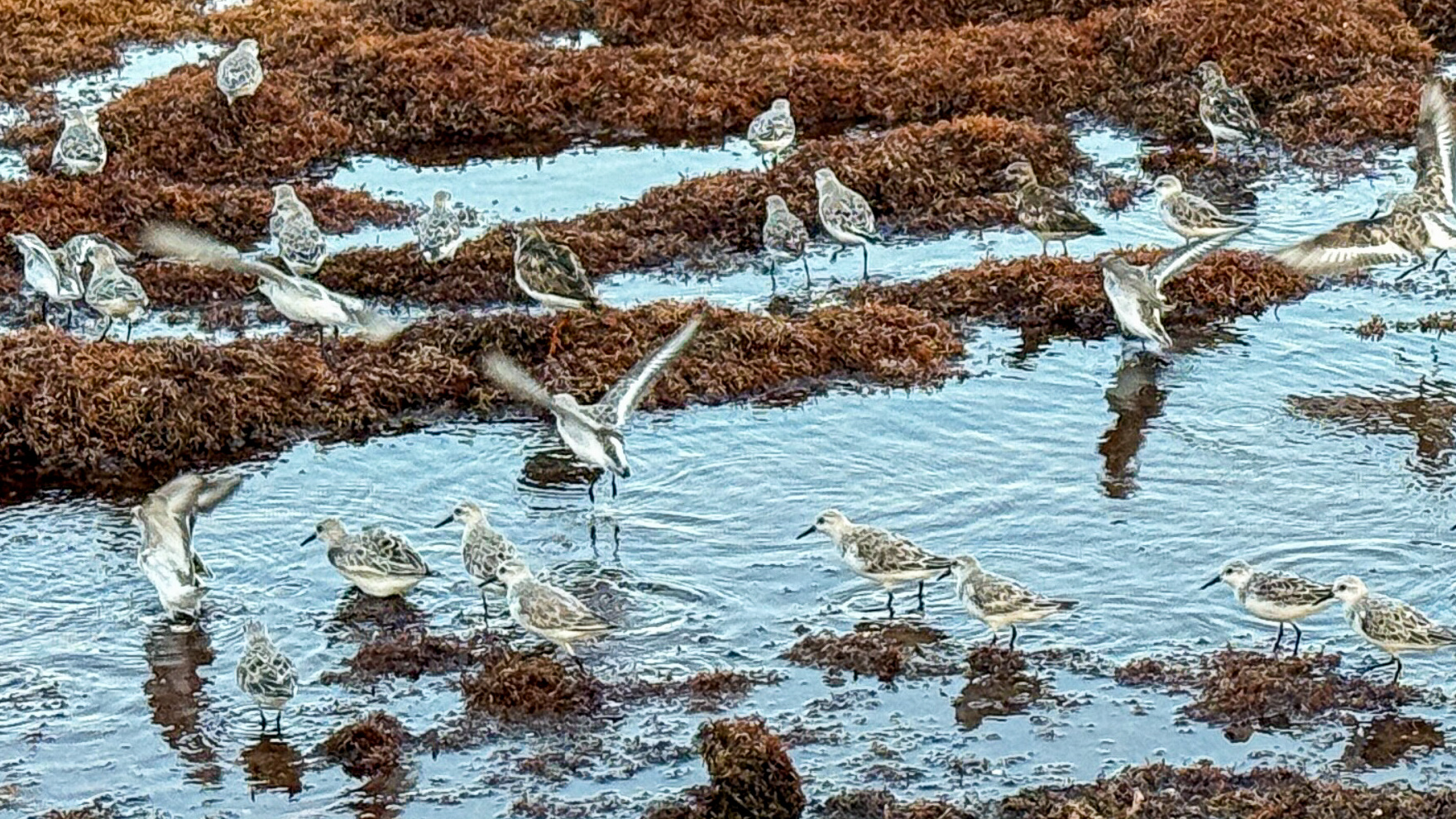 A beach covered in Sargassum: Tulum is one of the places where the most brown algae wash ashore.