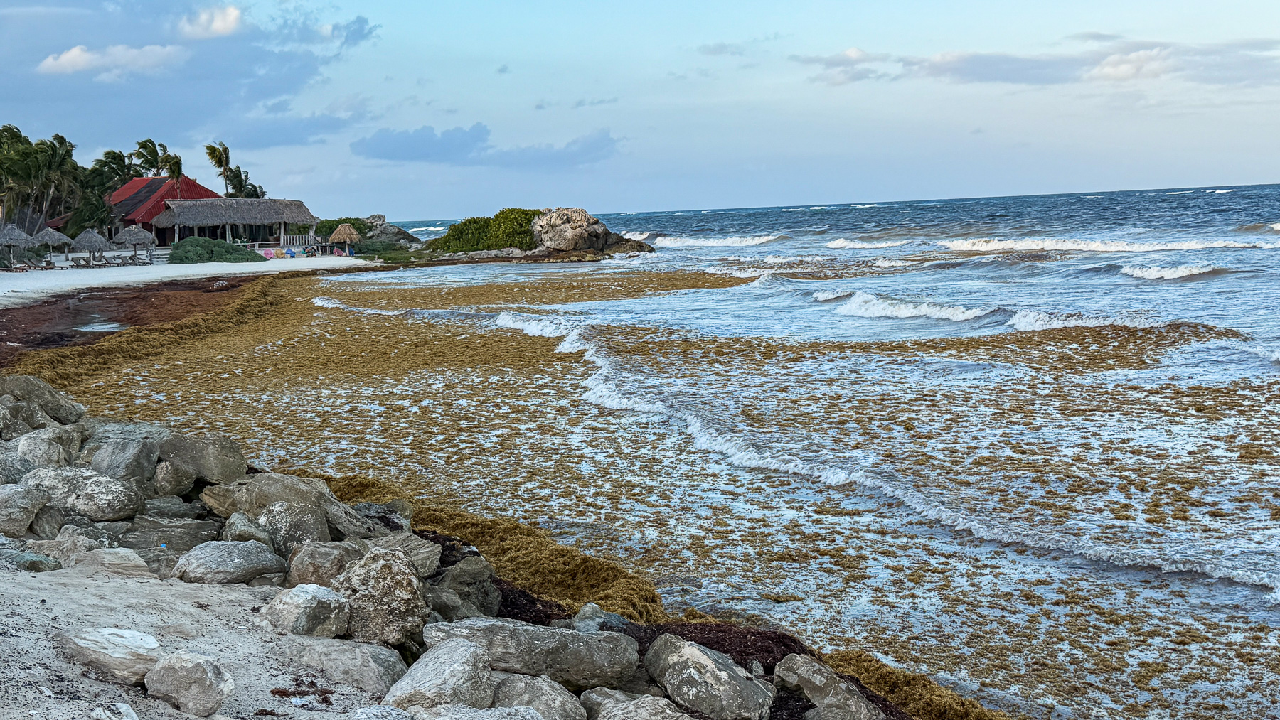 A beach covered in Sargassum: Tulum is one of the places where the most brown algae wash ashore.