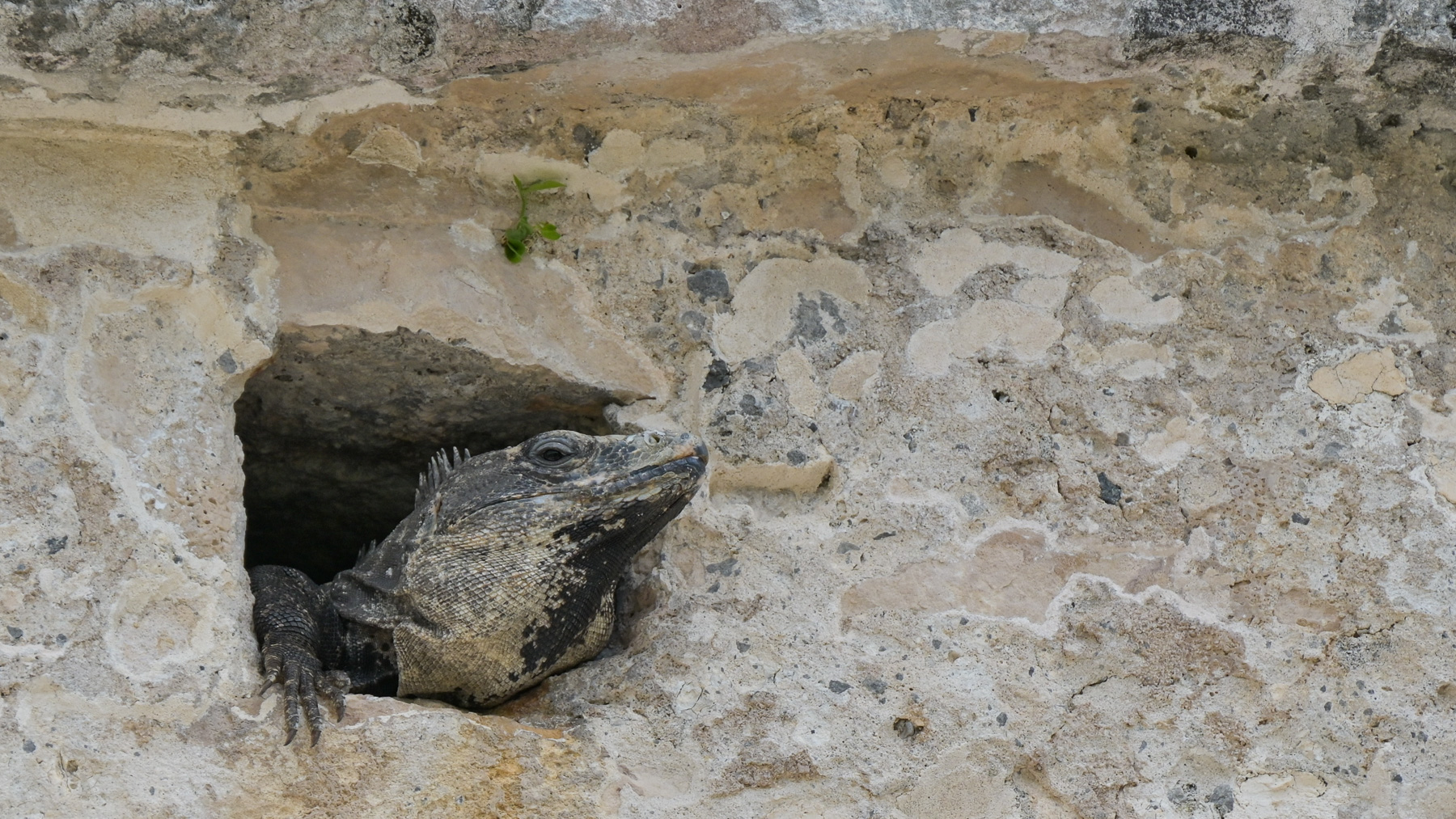 Mayan Ruins in Tulum: A lizard peeks out of an opening in the Temple of the Frescoes