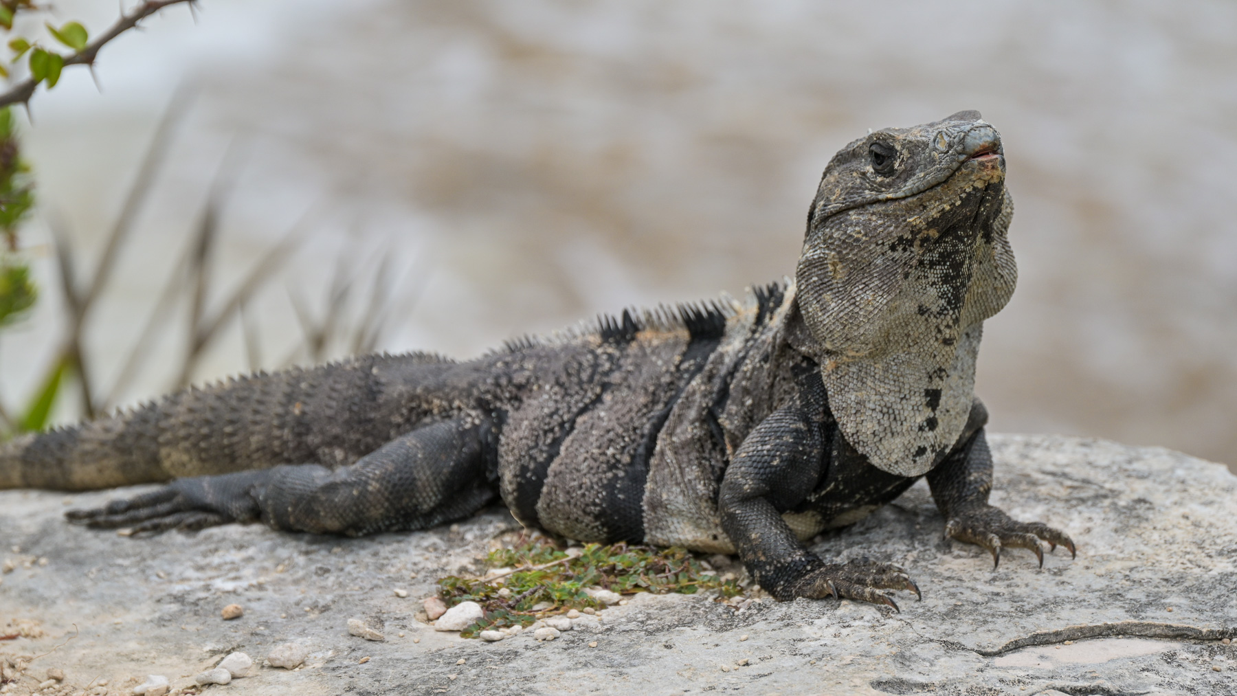 Iguana at the Mayan ruins of Tulum