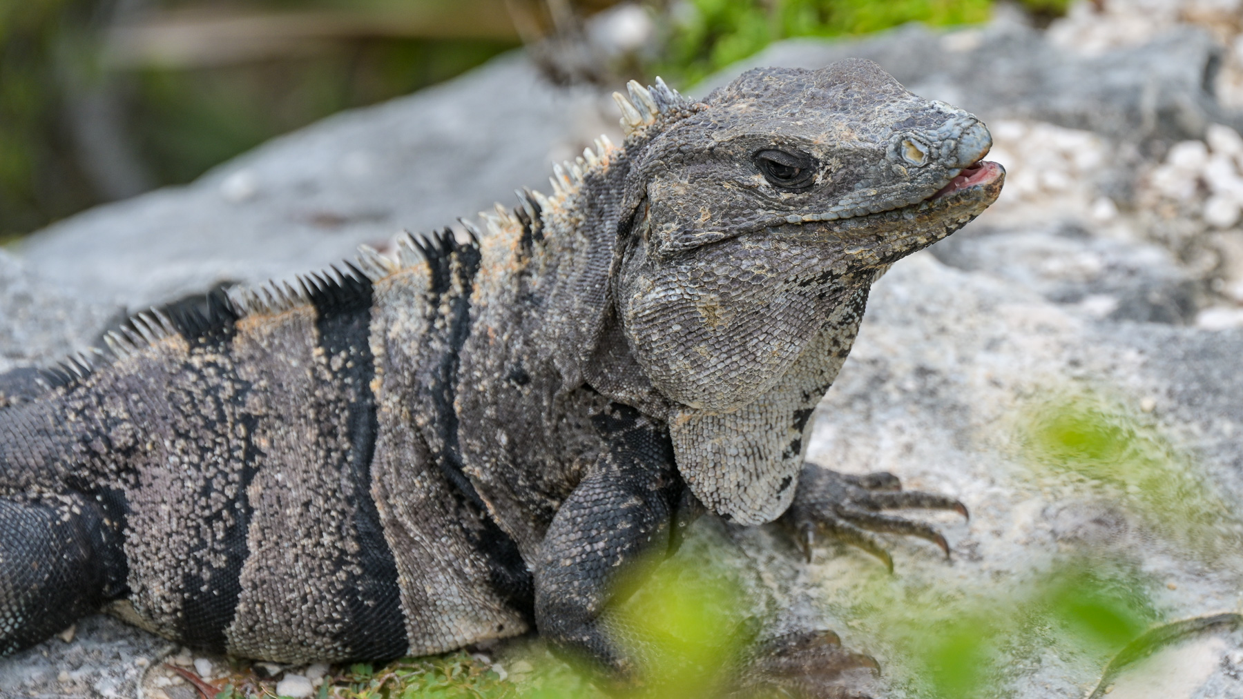 Iguana at the Mayan ruins of Tulum