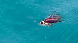 Kleine Monster auf dem Boot