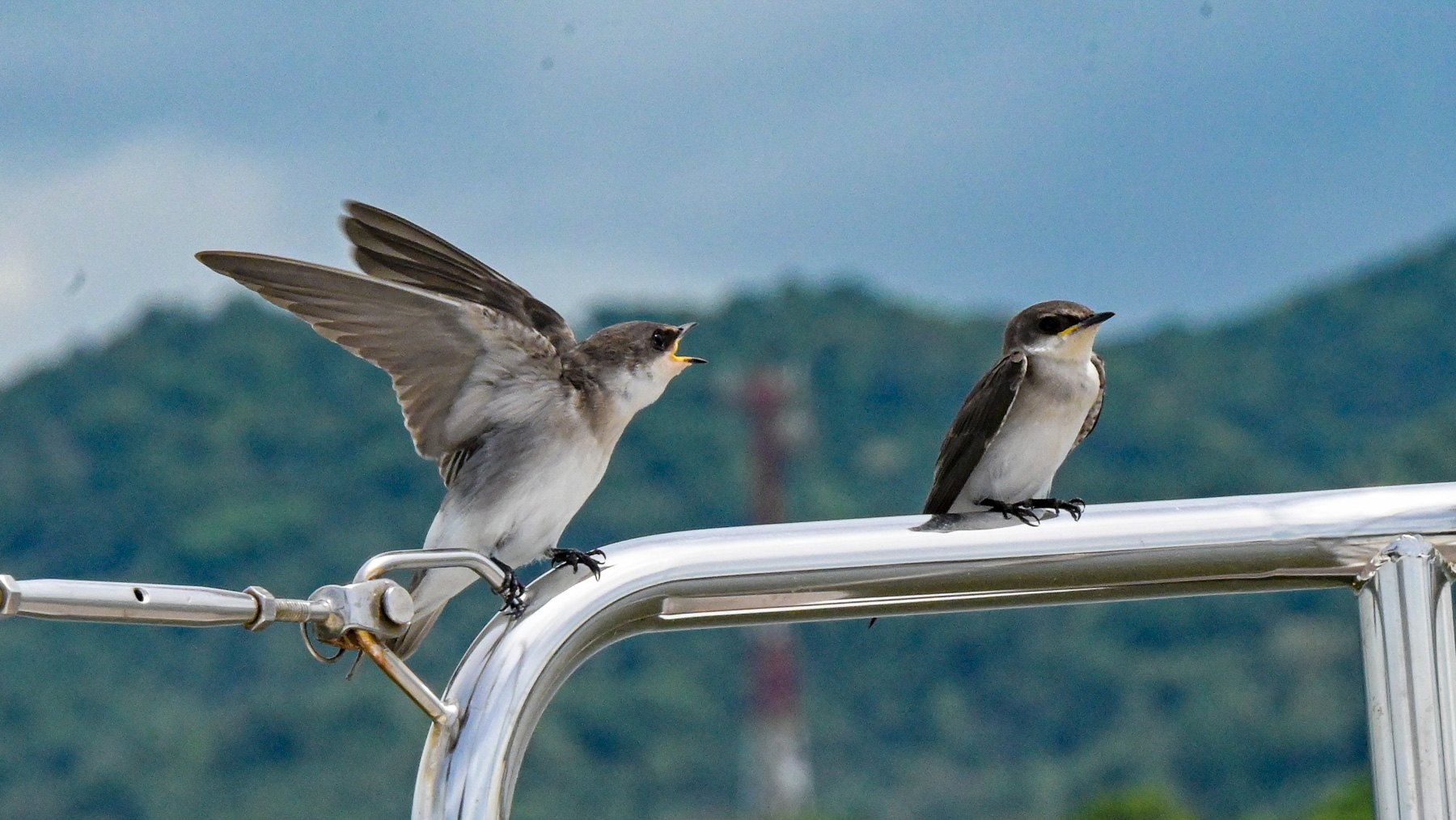 Vögel lieben es, auf Segelschiffen Platz zu nehmen und sich fahren zu lassen. Das ist nicht so anstrengend wie fliegen bei ungünstigen Winden.