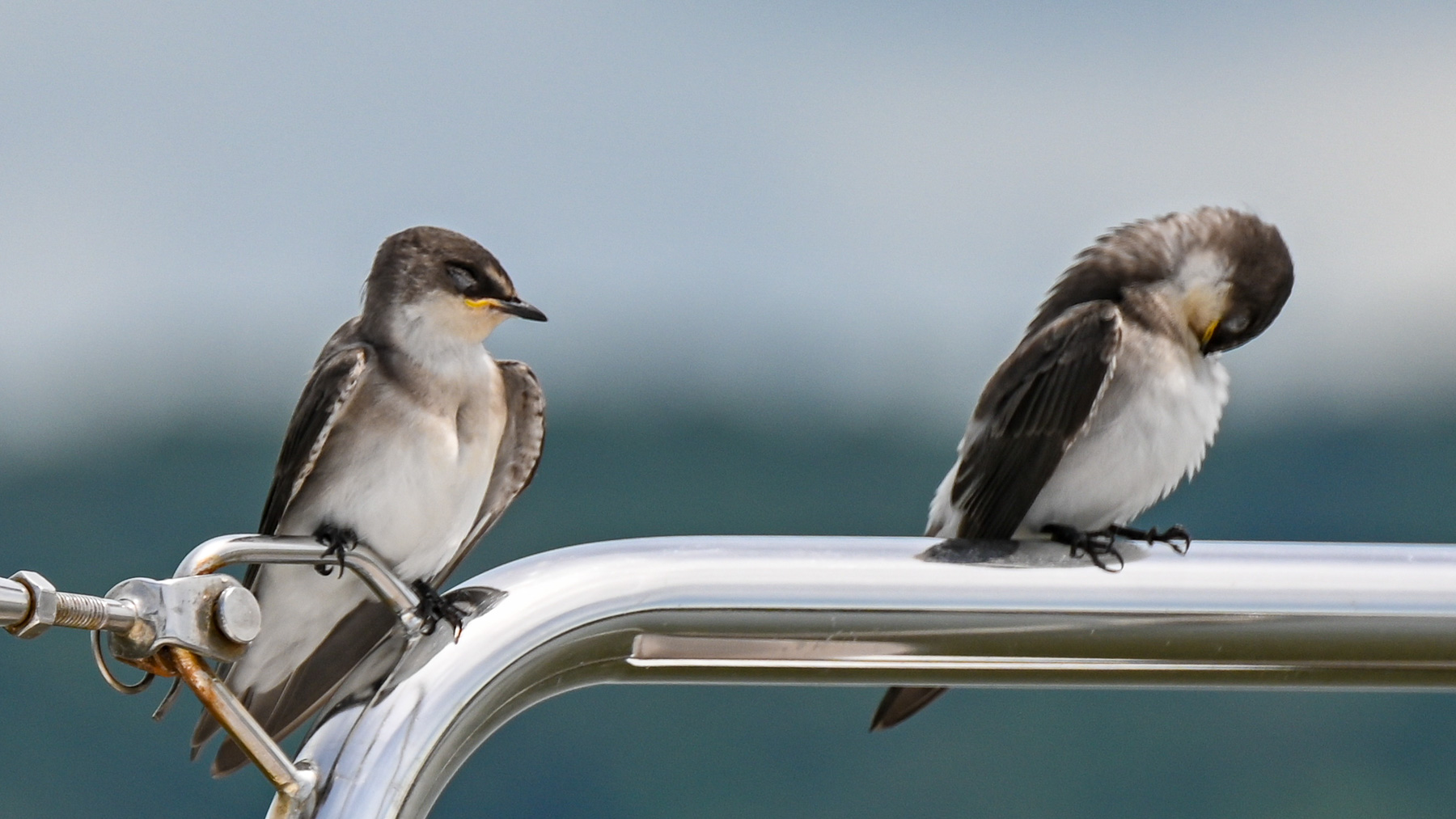 Vögel maches es sich auf unserer Amira bequem: Sie fahren anscheinend lieber Boot als stundenlang im drehenden Wind.
