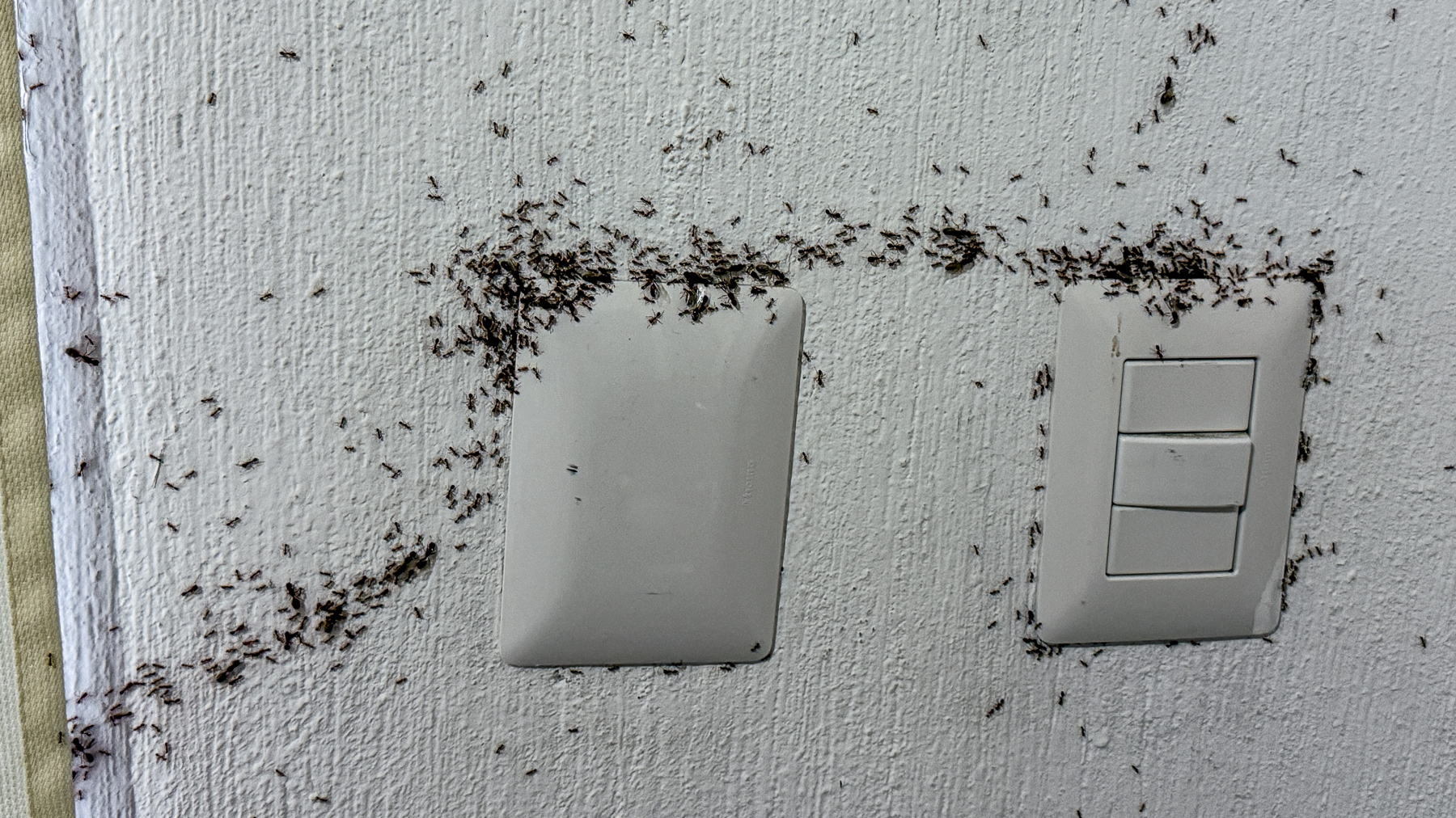 Invasion de fourmis dans l'appartement RAM