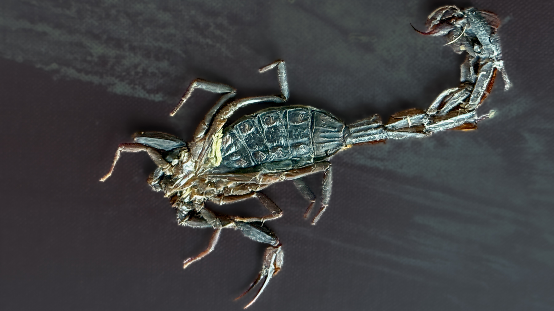 Ce qu'il reste du Scorpion après une collision.